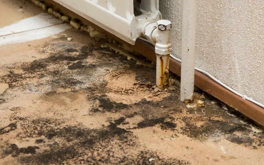 Forskel på mug og skimmelsvamp